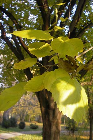 Morus nigra \ Schwarzer Maulbeerbaum / Common Mulberry, D Schwetzingen, Schloßpark 13.11.2011