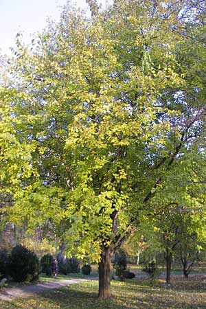 Morus nigra \ Schwarzer Maulbeerbaum, D Schwetzingen, Schloßpark 13.11.2011