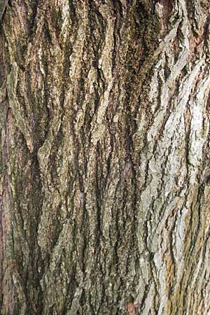 Morus nigra \ Schwarzer Maulbeerbaum / Common Mulberry, D Schwetzingen, Schloßpark 13.11.2011