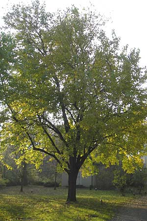 Morus nigra \ Schwarzer Maulbeerbaum, D Schwetzingen, Schloßpark 13.11.2011