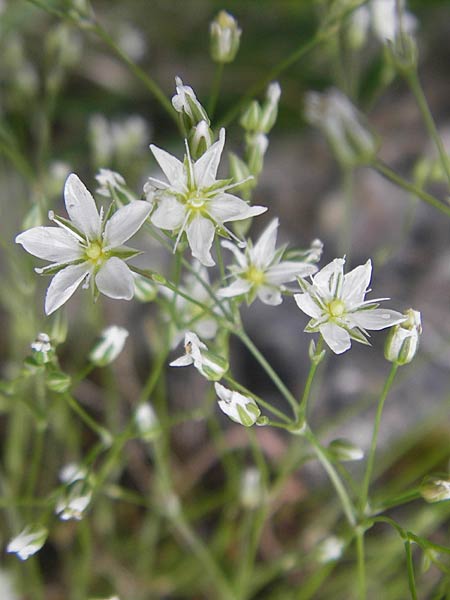 Minuartia setacea / Bristle Sandwort, D Kipfenberg 7.6.2012