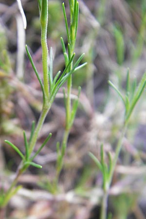 Minuartia setacea / Bristle Sandwort, D Kipfenberg 7.6.2012