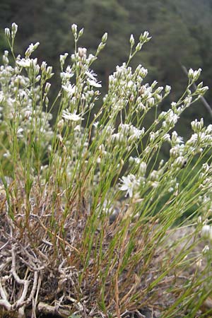 Minuartia setacea \ Borsten-Miere, D Kipfenberg 7.6.2012