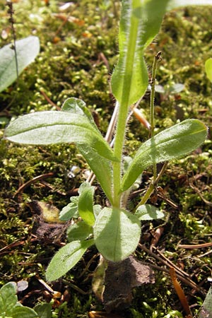 Myosotis sylvatica \ Wald-Vergissmeinnicht / Wood Forget-me-not, D Thüringen Weimar, Historischer Friedhof 6.5.2013