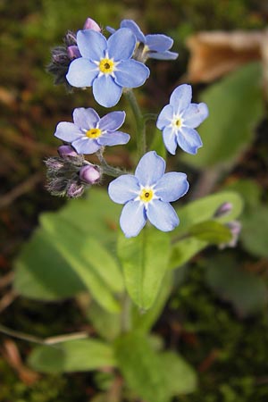 Myosotis sylvatica \ Wald-Vergissmeinnicht / Wood Forget-me-not, D Thüringen Weimar, Historischer Friedhof 6.5.2013