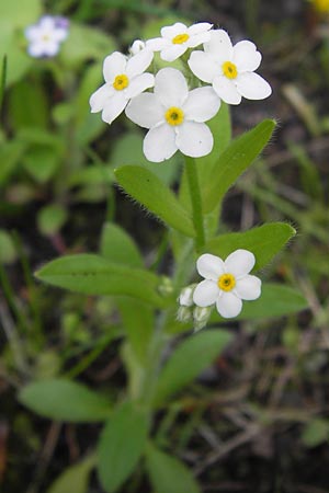 Myosotis sylvatica \ Wald-Vergissmeinnicht / Wood Forget-me-not, D Thüringen Weimar, Historischer Friedhof 6.5.2013