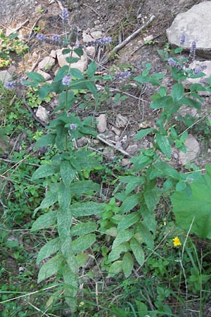 Mentha spicata \ Grne Minze, hrige Minze, D Odenwald, Erbach 5.9.2013