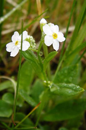 Myosotis scorpioides agg. \ Sumpf-Vergissmeinnicht, D Inning 3.5.2014