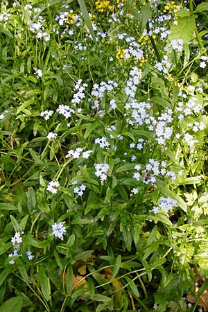 Myosotis scorpioides agg. \ Sumpf-Vergissmeinnicht / Water Forget-me-not, D Pfalz, Speyer 21.5.2014