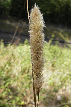 Melica transsilvanica \ Siebenbrgen-Perlgras, D Weinheim an der Bergstraße 29.5.2011