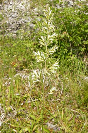 Koeleria pyramidata \ Pyramiden-Kammschmiele / Pyramidal Hair Grass, D Regensburg 12.6.2014