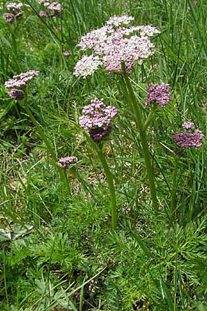 Ligusticum mutellina \ Alpen-Mutterwurz / Mutelline, D Schwarzwald/Black-Forest, Feldberg 18.5.2007