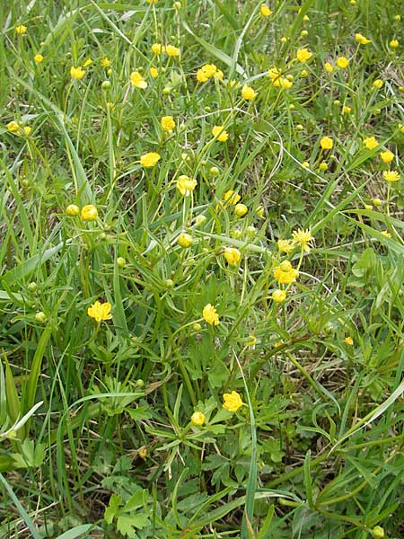Ranunculus multisectus \ Vielteiliger Gold-Hahnenfu, D Mainhardt 16.4.2011