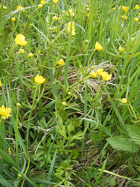Ranunculus multisectus \ Vielteiliger Gold-Hahnenfu / Multipartite Goldilocks, D Mainhardt 16.4.2011