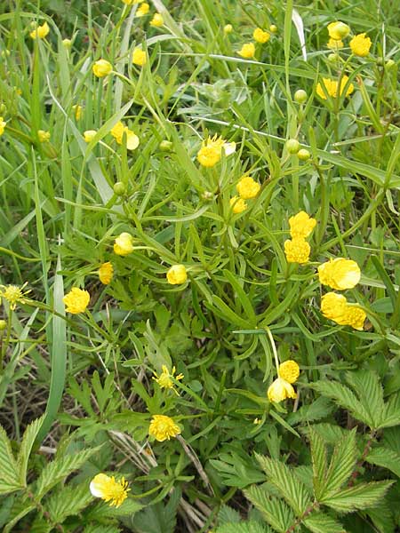 Ranunculus multisectus \ Vielteiliger Gold-Hahnenfu / Multipartite Goldilocks, D Mainhardt 16.4.2011