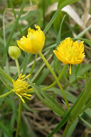 Ranunculus multisectus \ Vielteiliger Gold-Hahnenfu / Multipartite Goldilocks, D Mainhardt 16.4.2011