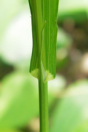 Melica uniflora \ Einbltiges Perlgras, D Hemsbach 11.5.2012