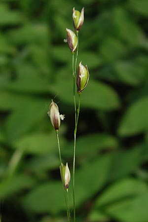 Melica uniflora \ Einbltiges Perlgras, D Hemsbach 11.5.2012