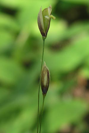 Melica uniflora \ Einbltiges Perlgras, D Hemsbach 11.5.2012