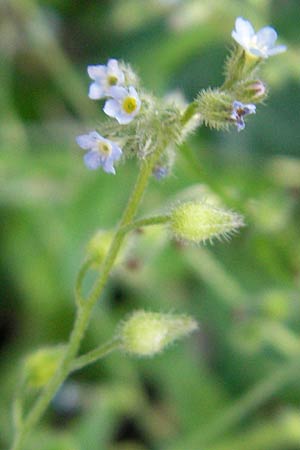 Myosotis arvensis subsp. umbrata \ Schatten-Vergissmeinnicht / Common Forget-me-not, D Bruchsal 23.6.2012