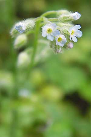 Myosotis arvensis subsp. umbrata \ Schatten-Vergissmeinnicht / Common Forget-me-not, D Ludwigshafen 2.7.2012