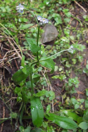 Myosotis arvensis subsp. umbrata \ Schatten-Vergissmeinnicht, D Eberbach 17.7.2012