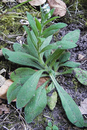 Myosotis arvensis subsp. umbrata \ Schatten-Vergissmeinnicht / Common Forget-me-not, D Mannheim 6.9.2012