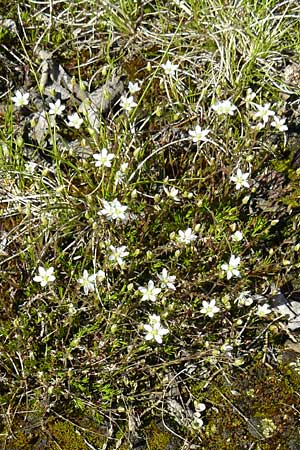 Sabulina caespitosa \ Galmei-Frhlings-Miere, Harzer Frhlings-Miere / Calaminarian Spring Sandwort, D Warburg 31.5.2014