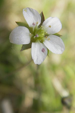 Sabulina caespitosa \ Galmei-Frhlings-Miere, Harzer Frhlings-Miere / Calaminarian Spring Sandwort, D Stolberg 30.4.2012