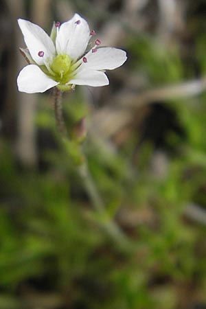 Minuartia verna subsp. hercynica \ Galmei-Frühlings-Miere, Harzer Frühlings-Miere, D Stolberg 30.4.2012