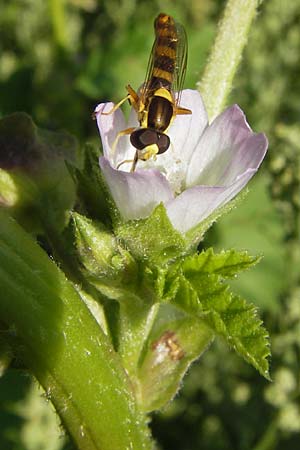 Malva verticillata \ Quirl-Malve, D Mannheim 24.7.2012