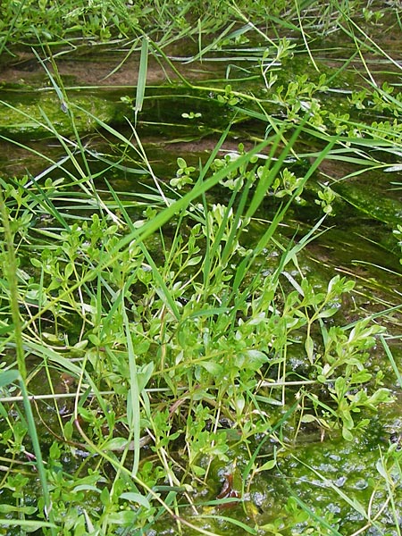 Montia fontana subsp. variabilis / Water Blinks, D Gründau-Gettenbach 13.7.2013