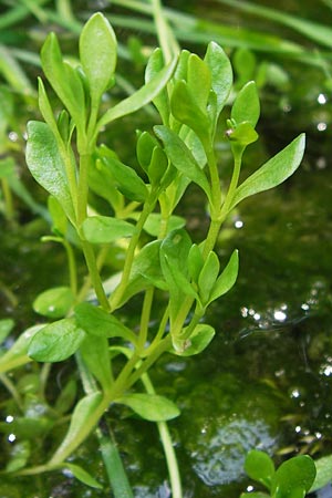 Montia fontana subsp. variabilis \ Bach-Quellkraut / Water Blinks, D Gründau-Gettenbach 13.7.2013