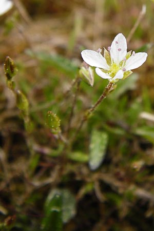 Sabulina caespitosa \ Galmei-Frhlings-Miere, Harzer Frhlings-Miere / Calaminarian Spring Sandwort, D Warburg 26.4.2014