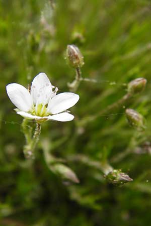 Sabulina caespitosa \ Galmei-Frhlings-Miere, Harzer Frhlings-Miere / Calaminarian Spring Sandwort, D Warburg 26.4.2014