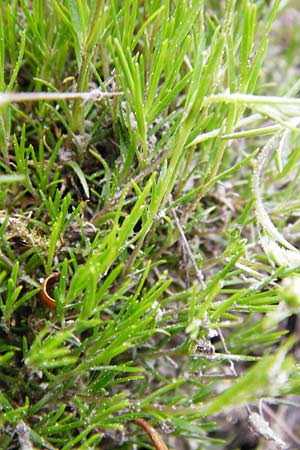 Sabulina caespitosa \ Galmei-Frhlings-Miere, Harzer Frhlings-Miere / Calaminarian Spring Sandwort, D Warburg 26.4.2014