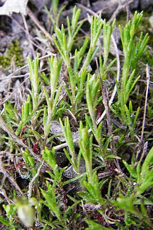 Minuartia verna subsp. hercynica \ Galmei-Frühlings-Miere, Harzer Frühlings-Miere, D Warburg 26.4.2014