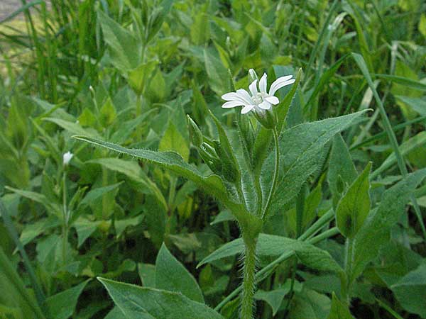 Stellaria nemorum \ Hain-Sternmiere, D Spessart, Jossa 6.5.2006