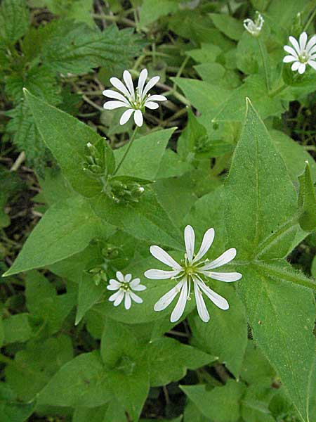 Stellaria nemorum \ Hain-Sternmiere / Wood Stitchwort, D Spessart, Jossa 6.5.2006