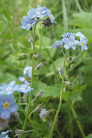 Myosotis sylvatica, Wald-Vergissmeinnicht