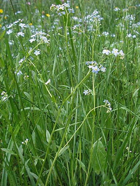 Myosotis scorpioides agg. \ Sumpf-Vergissmeinnicht / Water Forget-me-not, D Odenwald, Unterabtsteinach 20.5.2006