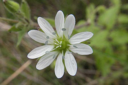 Stellaria aquatica \ Wassermiere, Wasserdarm / Water Checkweed, D Friedberg 26.8.2006