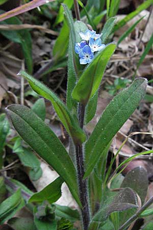 Myosotis sylvatica \ Wald-Vergissmeinnicht, D Hambrücken 7.4.2007