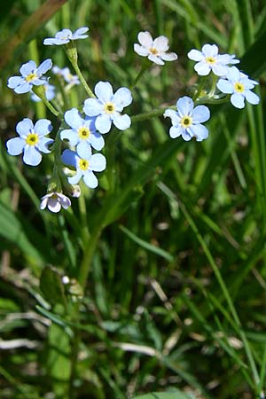 Myosotis nemorosa \ Hain-Vergissmeinnicht, D Rastatt 2.5.2008