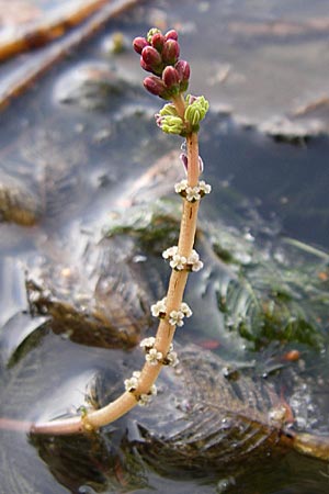 Myriophyllum spicatum \ hriges Tausendblatt / Spiked Water Milfoil, D Karlsruhe 16.8.2008