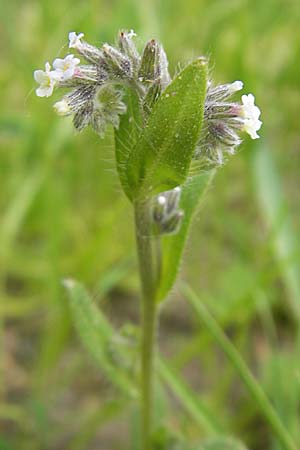 Myosotis discolor \ Buntes Vergissmeinnicht, Gelbes Vergissmeinnicht, D Wörth-Büchelberg 23.4.2009