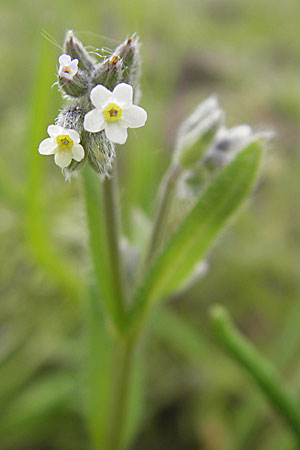 Myosotis discolor \ Buntes Vergissmeinnicht, Gelbes Vergissmeinnicht, D Wörth-Büchelberg 23.4.2009