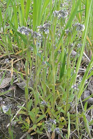 Myosotis discolor \ Buntes Vergissmeinnicht, Gelbes Vergissmeinnicht, D Wörth-Büchelberg 23.4.2009