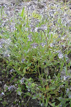 Myosotis discolor \ Buntes Vergissmeinnicht, Gelbes Vergissmeinnicht, D Wörth-Büchelberg 23.4.2009