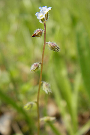 Myosotis stricta / Strict Forget-me-not, Small-Flowered Forget-me-not, D Bensheim 2.5.2009